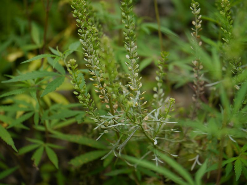 Pepperweed photo 8