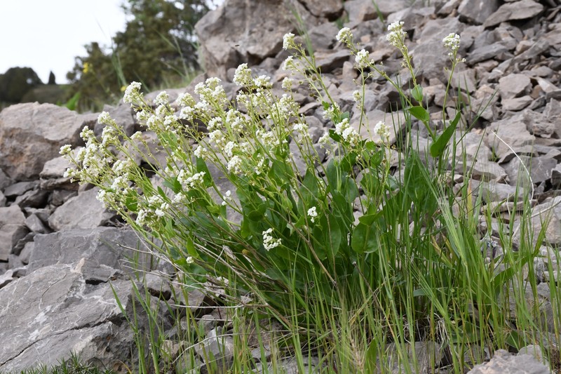 Lepidium apterum