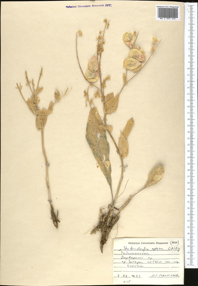 Lepidium apterum photo 2