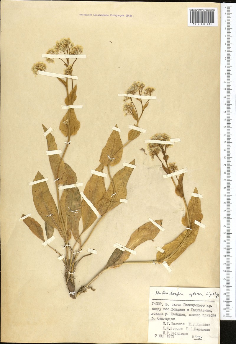 Lepidium apterum photo 3