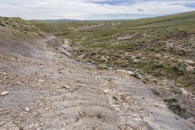 Waianae Range Pepperwort