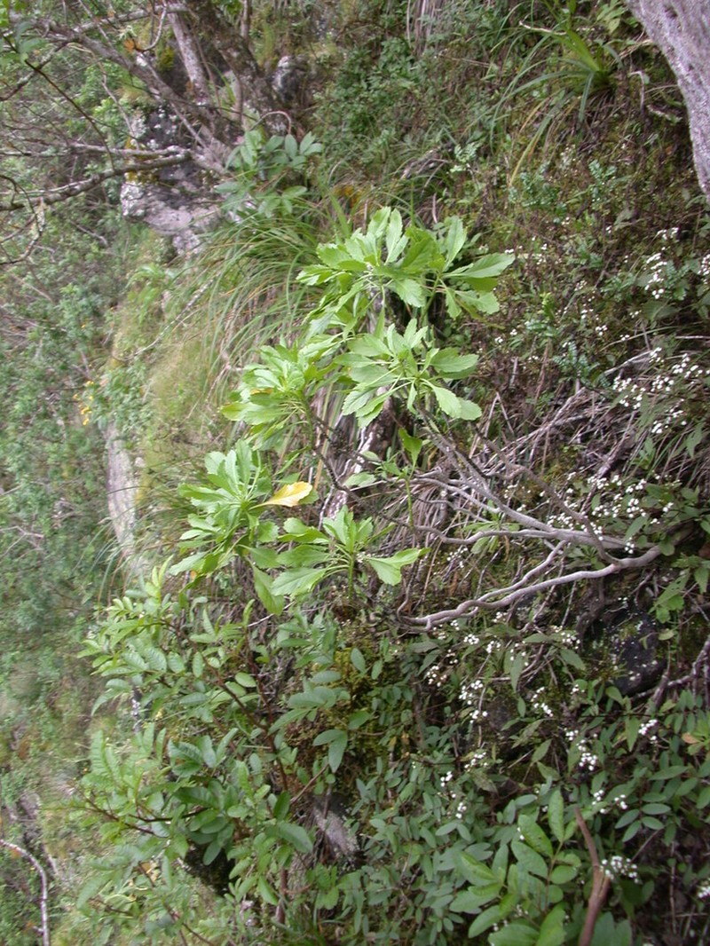 Waianae Range Pepperwort