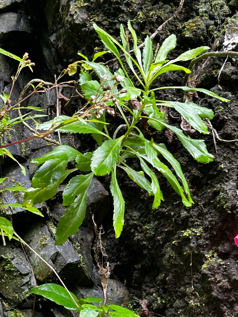 Waianae Range Pepperwort photo 2