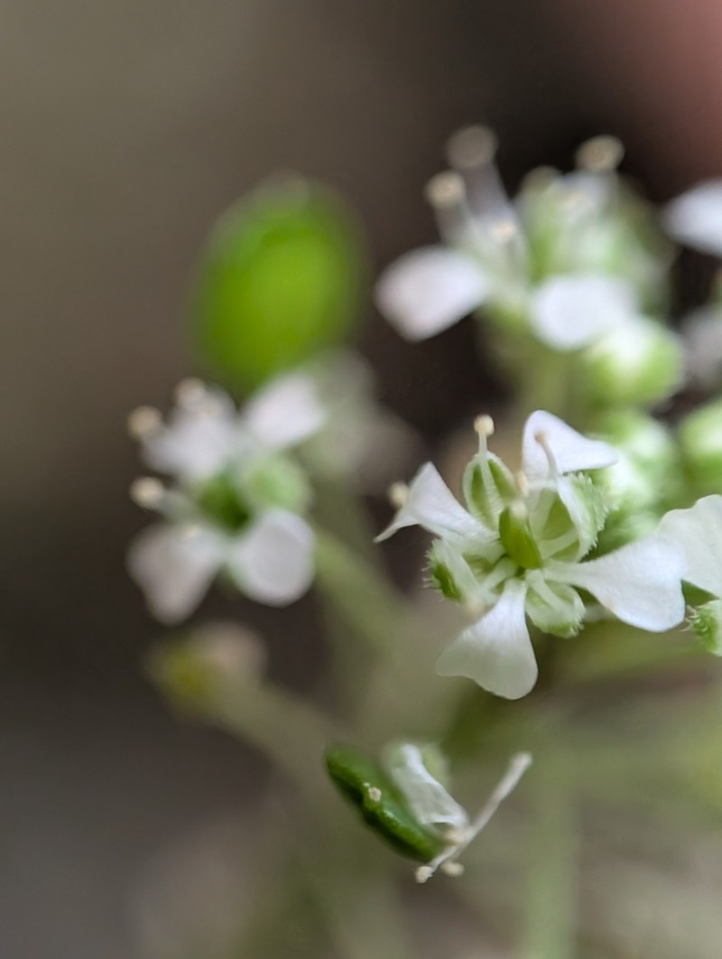 Waianae Range Pepperwort photo 3