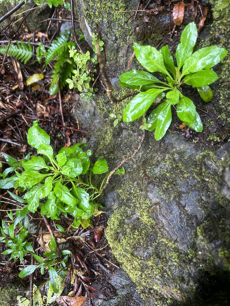 Waianae Range Pepperwort photo 4