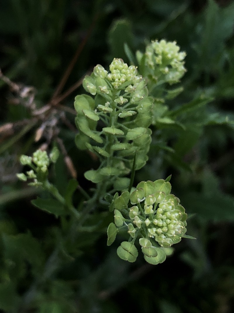 Southern Pepperwort photo 2