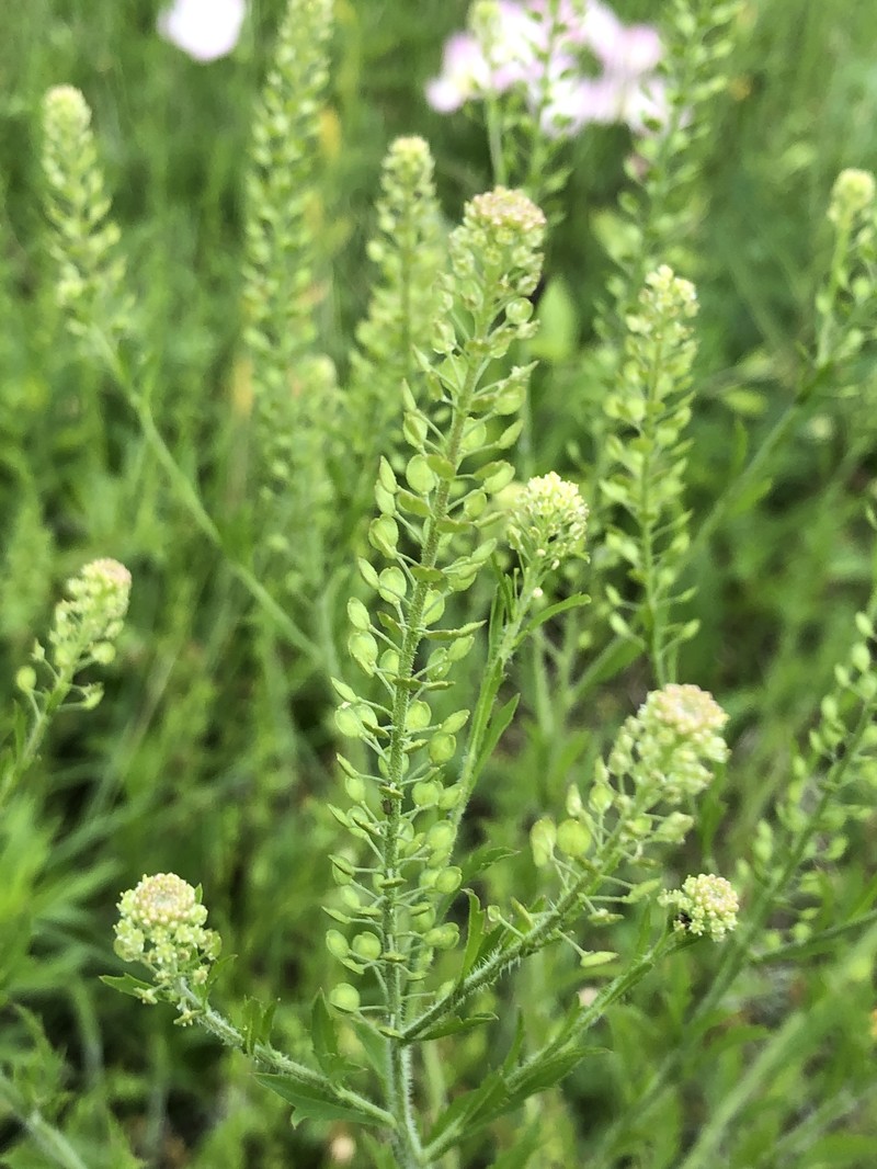Southern Pepperwort photo 3