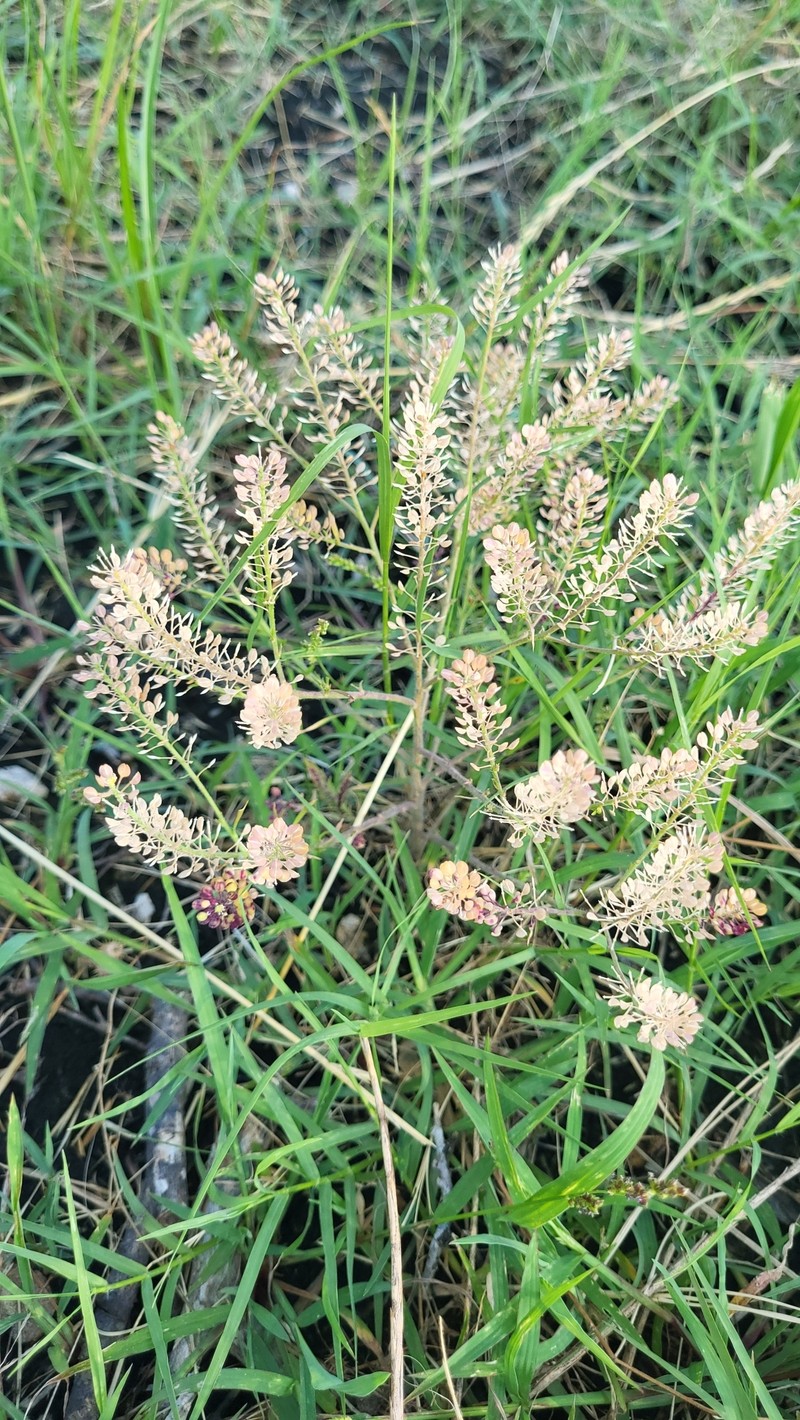 Southern Pepperwort photo 4