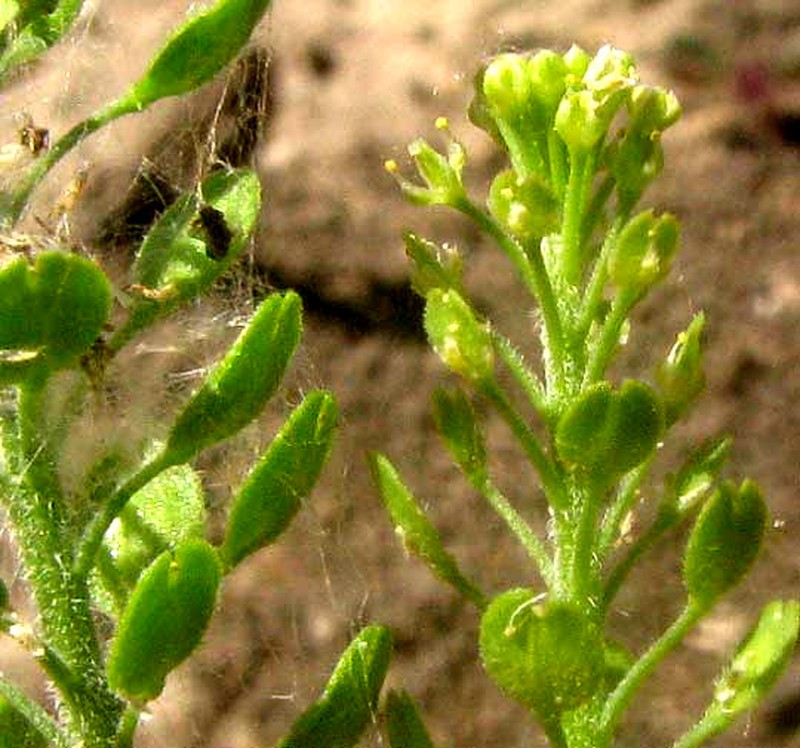 Southern Pepperwort photo 5