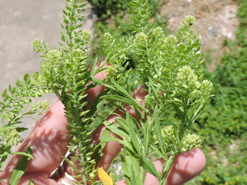 Southern Pepperwort