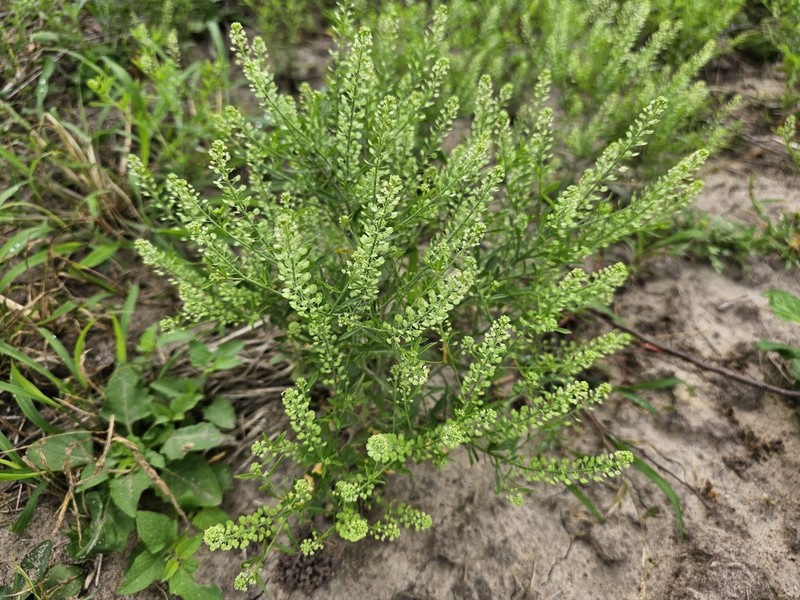 Southern Pepperwort photo 2