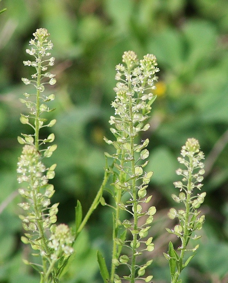 Southern Pepperwort photo 3