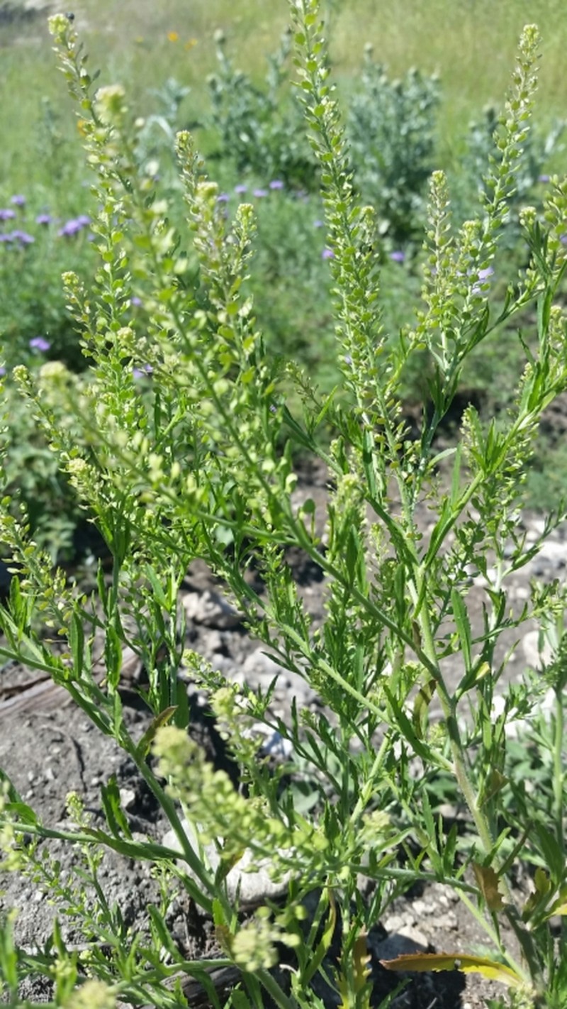 Southern Pepperwort photo 4