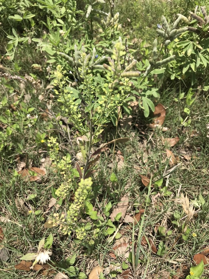 Southern Pepperwort photo 5