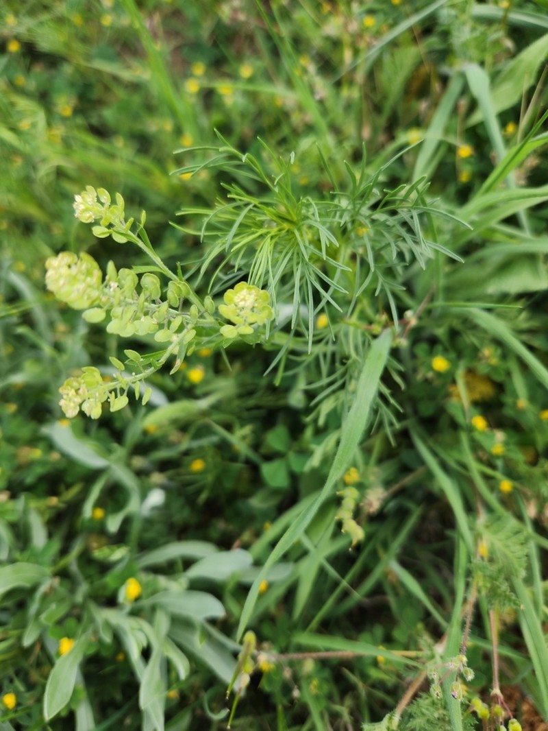 Southern Pepperwort photo 6