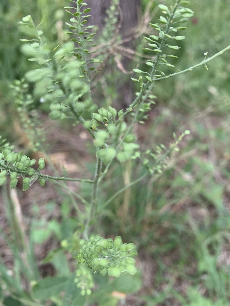 Southern Pepperwort photo 7