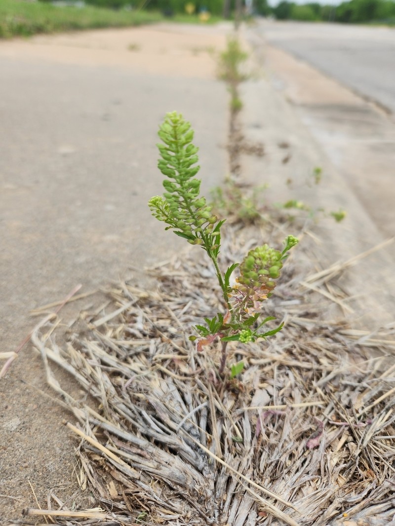 Southern Pepperwort photo 8