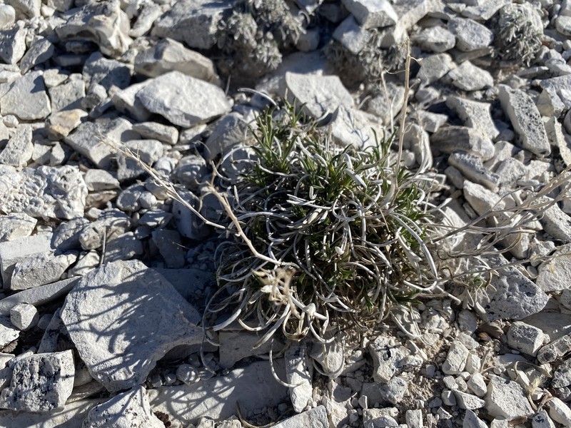 Barneby's Pepperweed photo 2