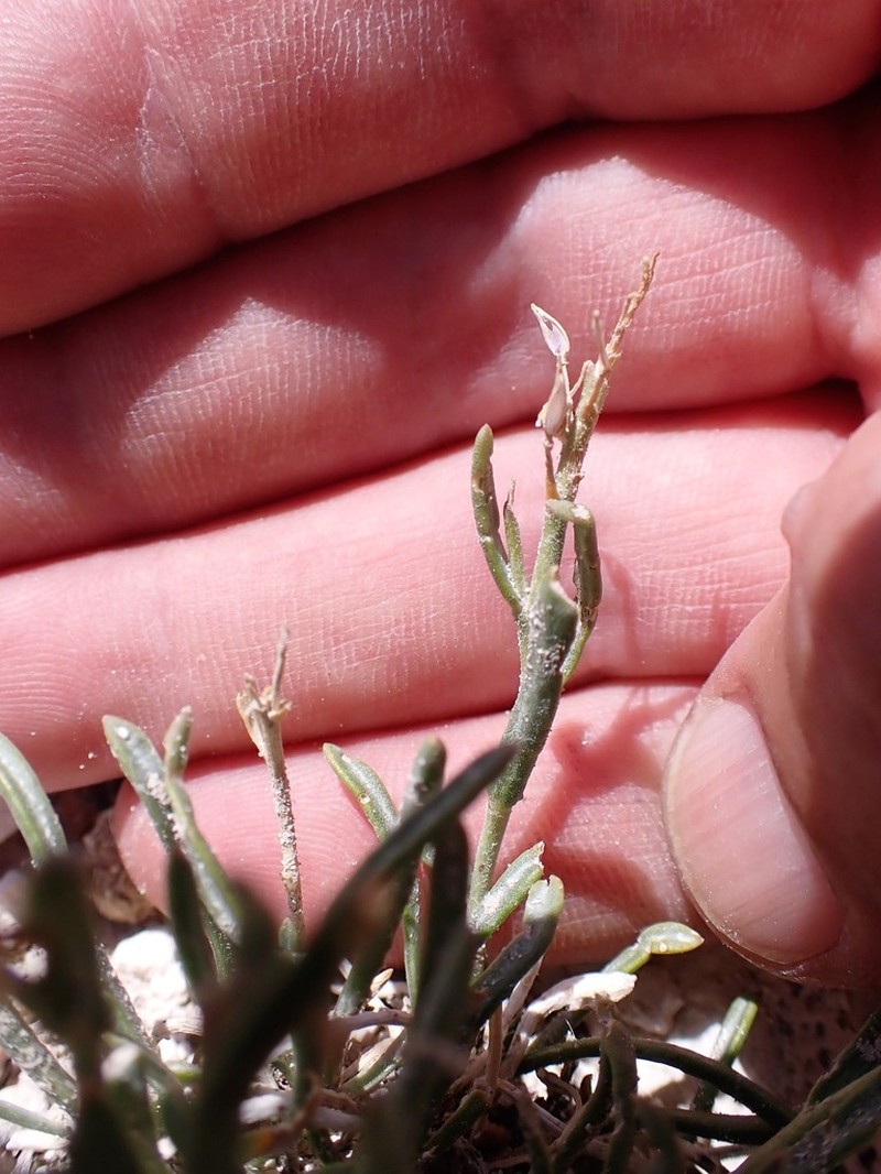 Barneby's Pepperweed photo 3