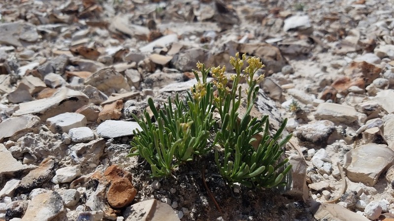Barneby's Pepperweed photo 4