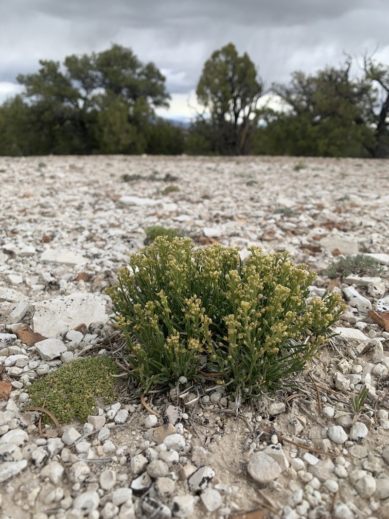 Barneby's Pepperweed photo 5