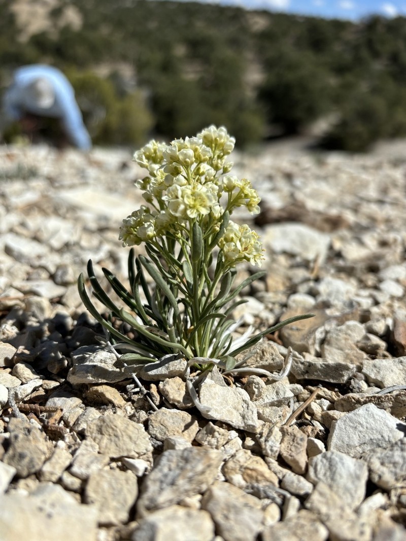 Barneby's Pepperweed photo 6