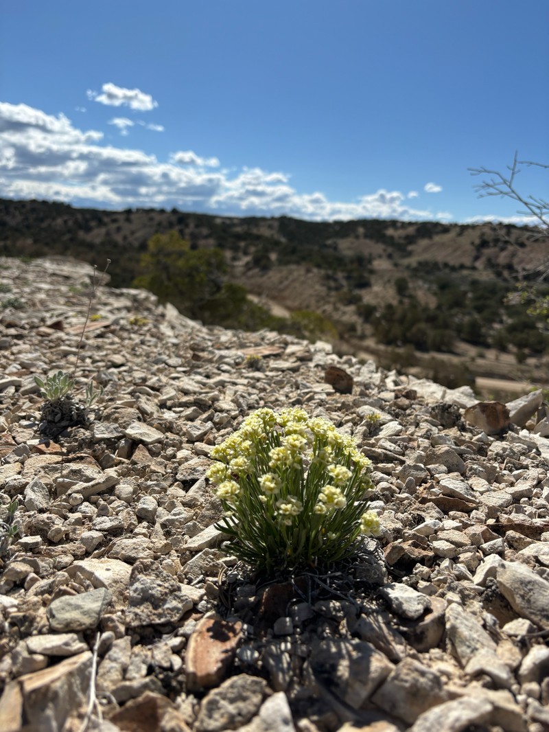 Barneby's Pepperweed photo 7