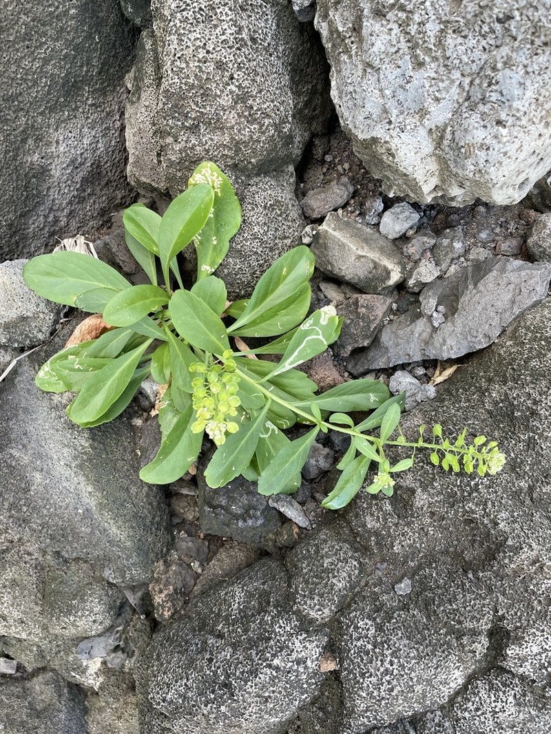 Kunana Pepperwort