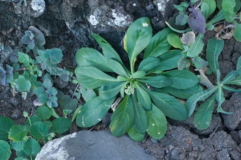 Kunana Pepperwort photo 2