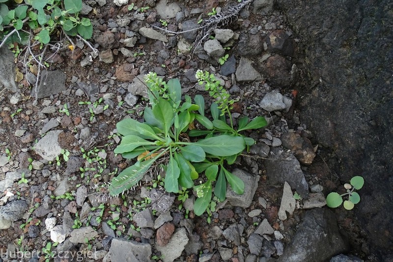 Kunana Pepperwort photo 3