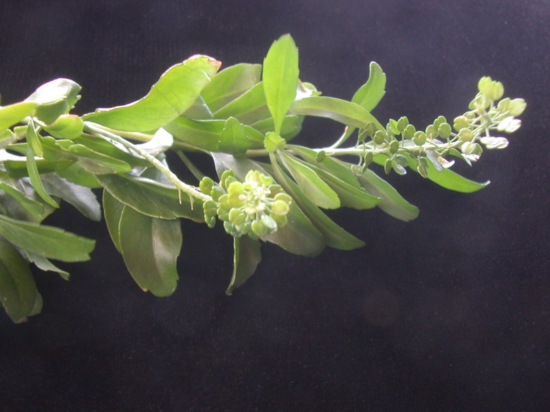 Kunana Pepperwort photo 4