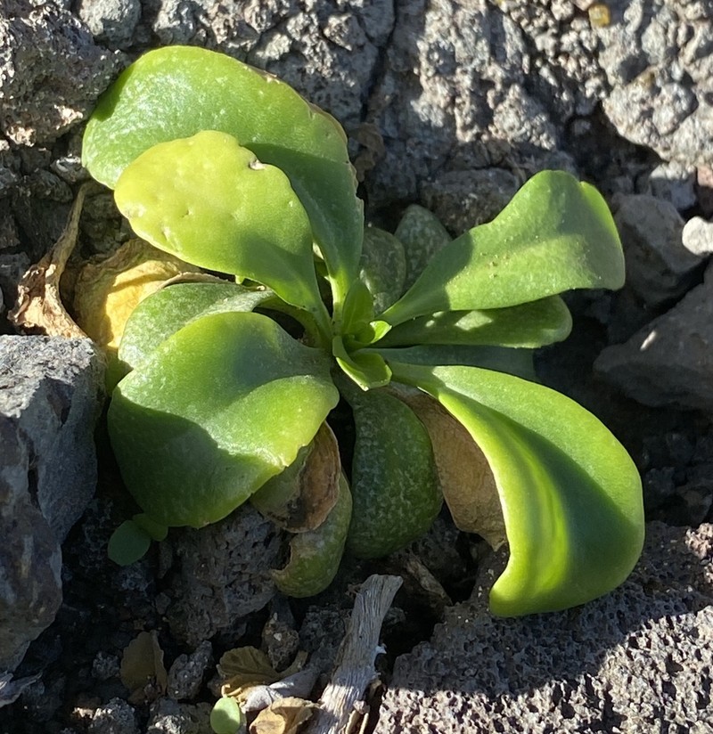 Kunana Pepperwort photo 5