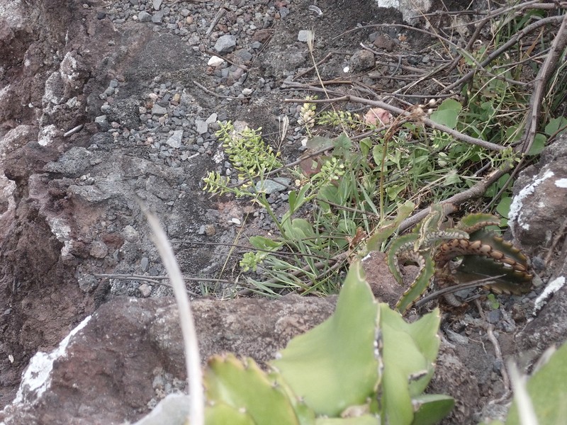 Kunana Pepperwort photo 6