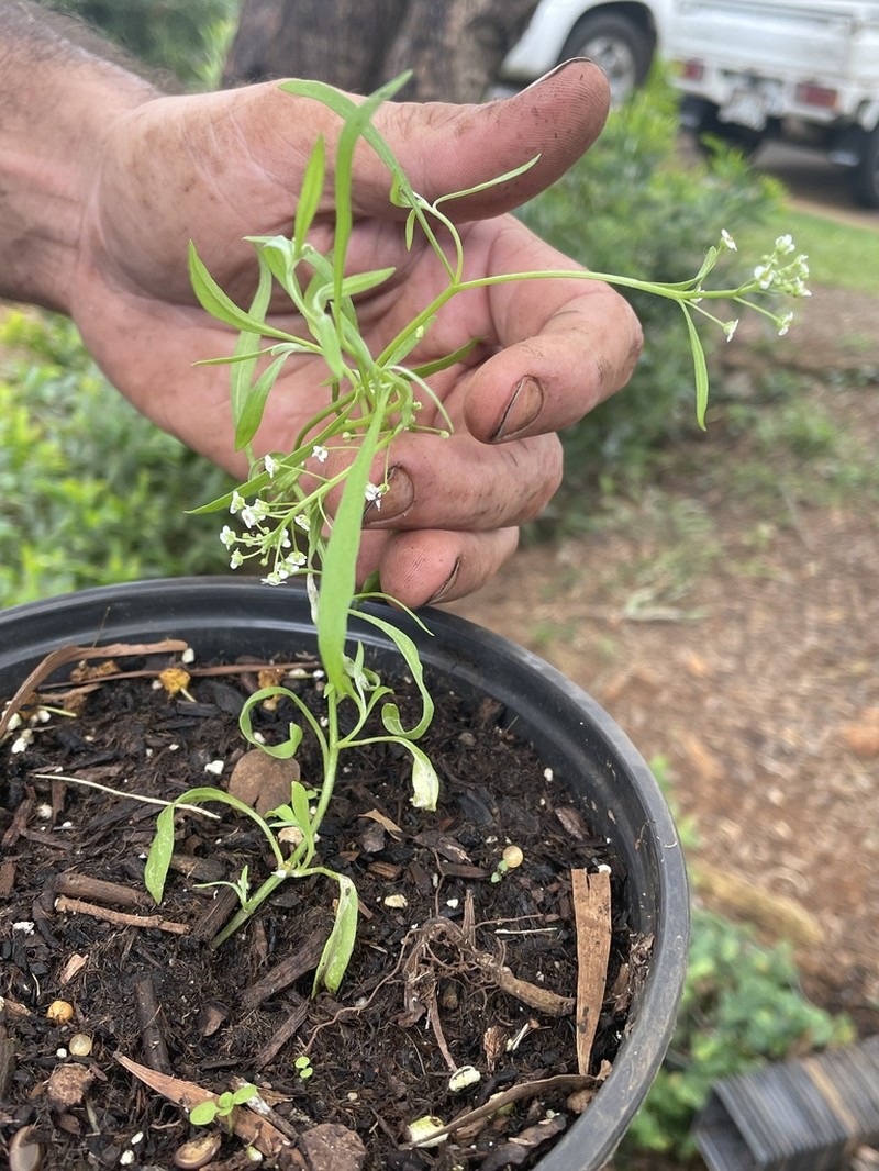 Kunana Pepperwort photo 7