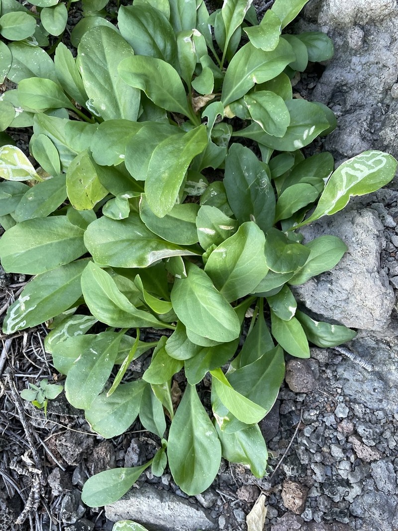Kunana Pepperwort photo 8
