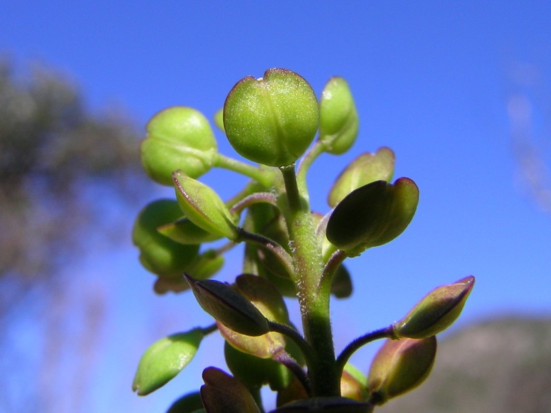 Argentine Pepperweed photo 4