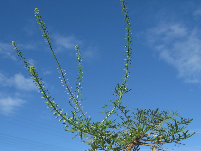 Argentine Pepperweed photo 5