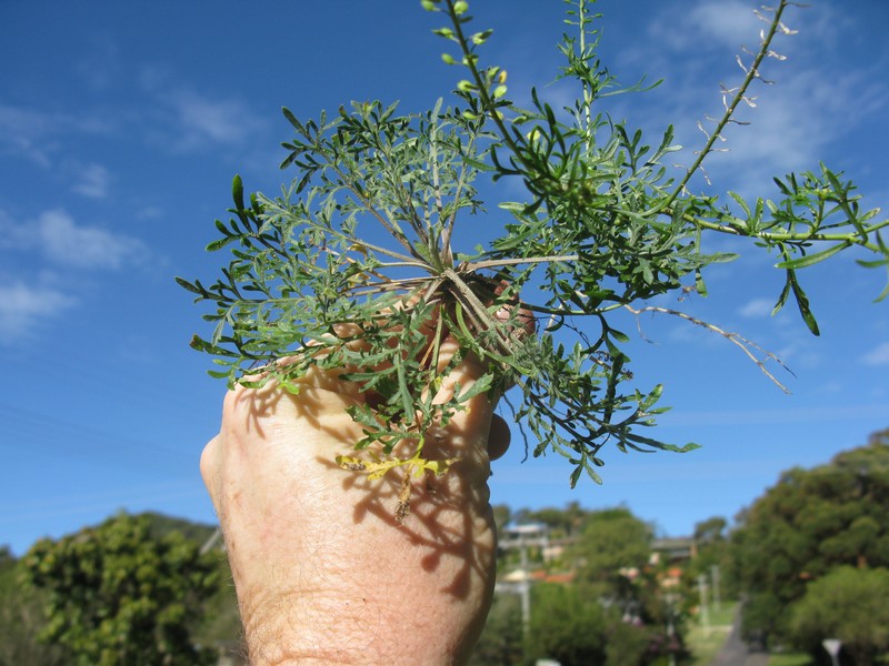 Argentine Pepperweed photo 6