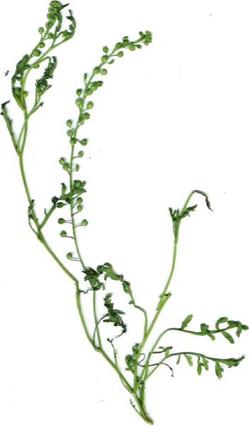 Argentine Pepperweed