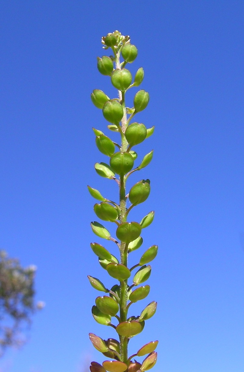 Argentine Pepperweed photo 2