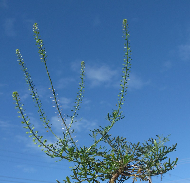 Argentine Pepperweed photo 3