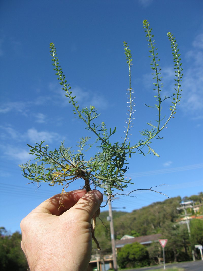 Argentine Pepperweed photo 7
