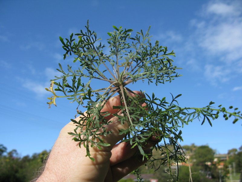 Argentine Pepperweed photo 8