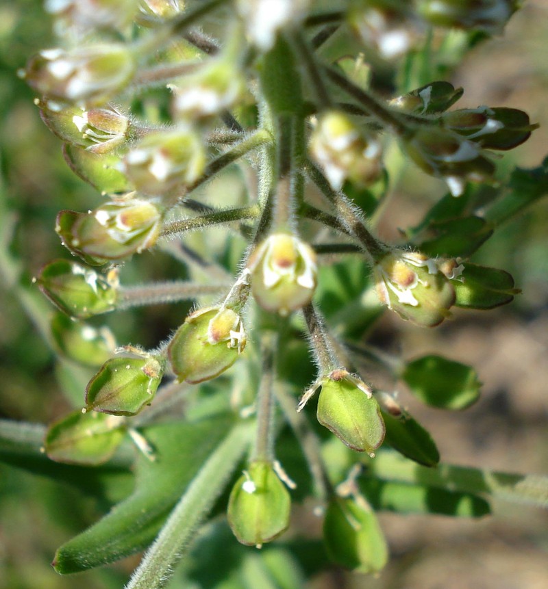 Field Pepperweed