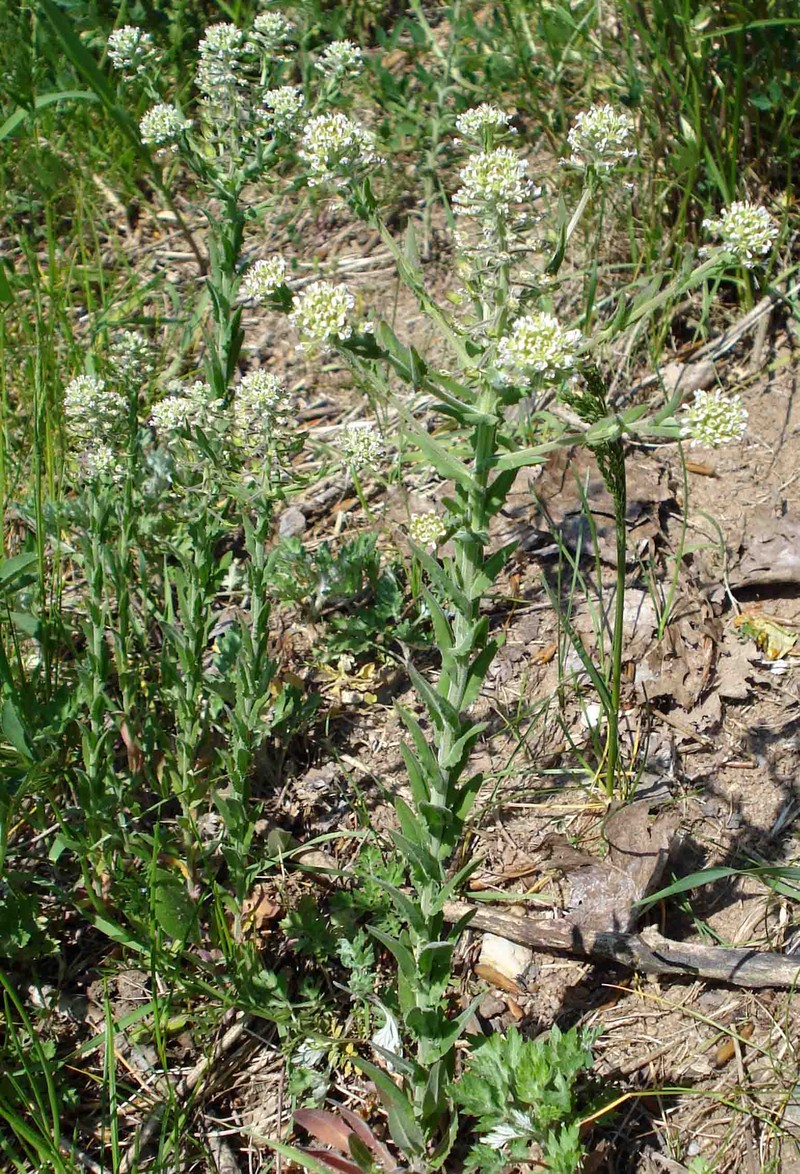 Field Pepperweed photo 2
