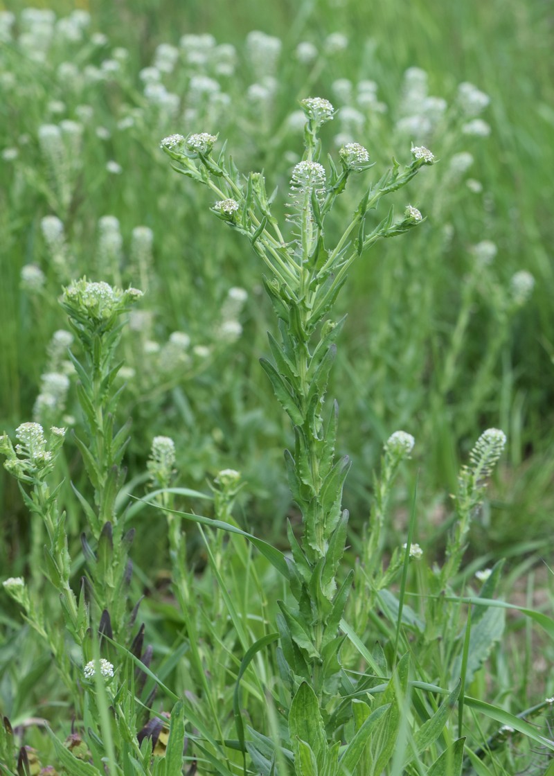 Field Pepperweed photo 3