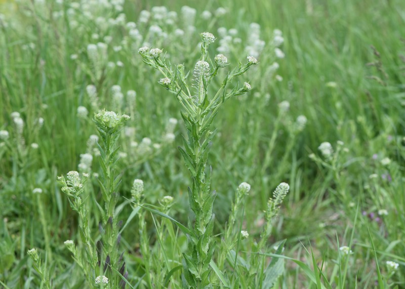 Field Pepperweed photo 4