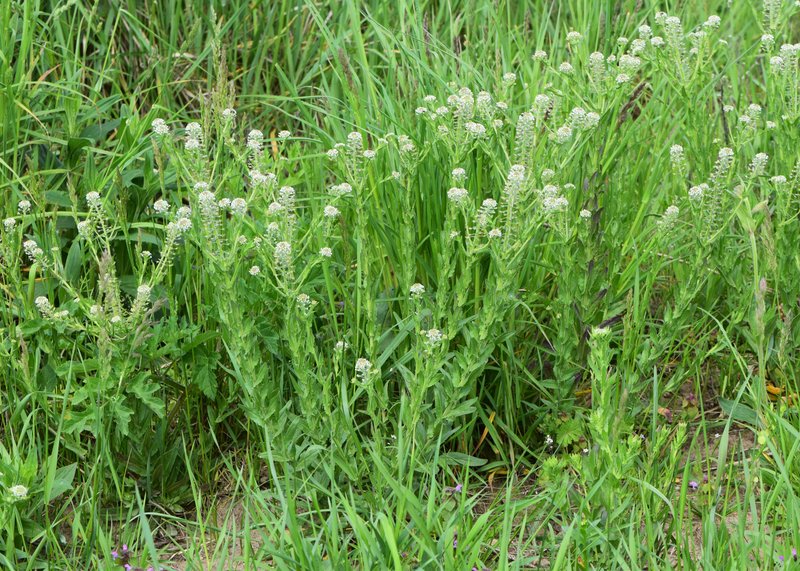 Field Pepperweed photo 5