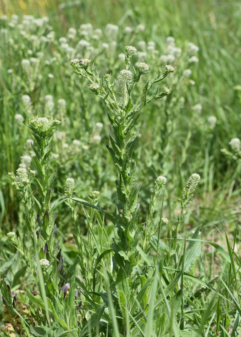 Field Pepperweed photo 6