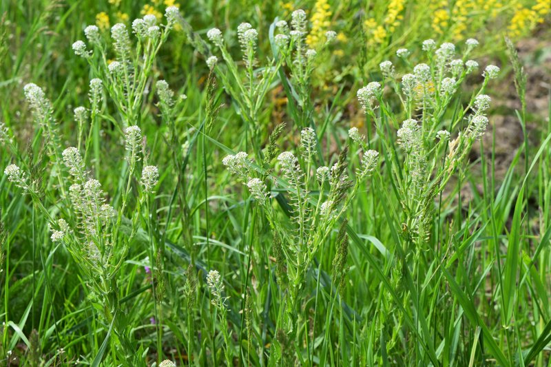 Field Pepperweed photo 7